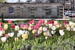 Tulipes multicolores pour le jardin des lumières | 33-bordeaux.com