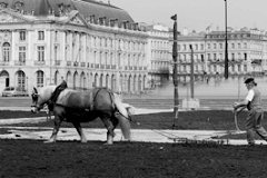 Bordeaux laboureur et son cheval face à la Bourse | 33-bordeaux.com