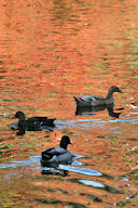 Canards et reflets d'automne |  photo 33-bordeaux.com