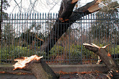 Arbre sectionné sur les grilles du jardin public |  photo 33-bordeaux.com