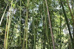 Bordeaux une bambouseraie du Parc Bordelais | Photo Bernard Tocheport