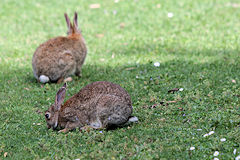 Bordeaux lapins en liberté au parc Bordelais | Photo Bernard Tocheport