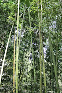 Bambouseraie au parc Bordelais | Photo Bernard Tocheport
