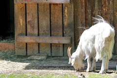 Chèvre de la ferme du parc Bordelais | Photo Bernard Tocheport