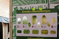 Colorimétrie des bananes au marché de Brienne à Bordeaux |  photo 33-bordeaux.com