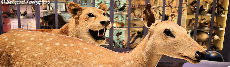 Bandeau animaux du Muséum de Bordeaux | Photo Bernard Tocheport