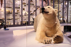 Ours blanc et vitrines du Muséum de Bordeaux | Photo Bernard Tocheport