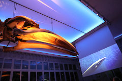 Salle du Muséum de Bordeaux avec projection sur écran  | Photo Bernard Tocheport