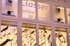 Espace Classer selon la parenté au Muséum de Bordeaux | Photo Bernard Tocheport