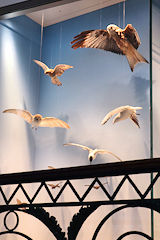 Vitrine oiseaux en vol au Muséum de Bordeaux | Photo Bernard Tocheport