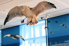 Animation oiseaux en vol au Muséum de Bordeaux | Photo Bernard Tocheport