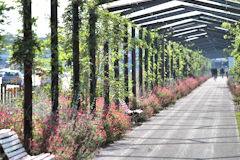 Parc aux Angéliques : Voute fleurie et ombragée en bordure des quais | Photo 33-bordeaux.com