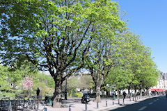 Bordure d'arbres place Gambetta Bordeaux | Photo 33-bordeaux.com